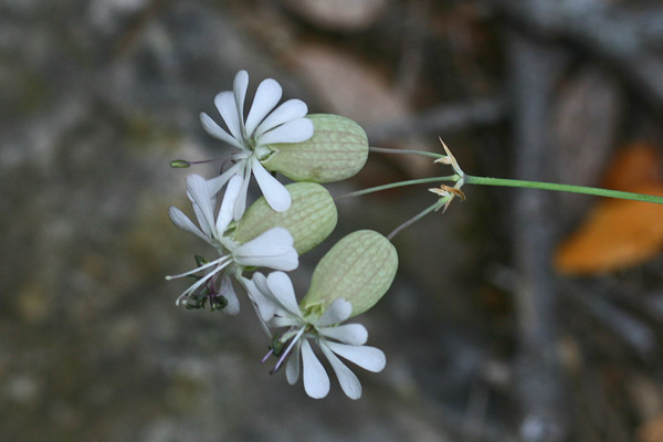 Silene vulgaris subsp. vulgaris, Bubbolini, Silene rigonfia, Strigoli, Capricheddu, Erba de zoccu, Erba sonajola