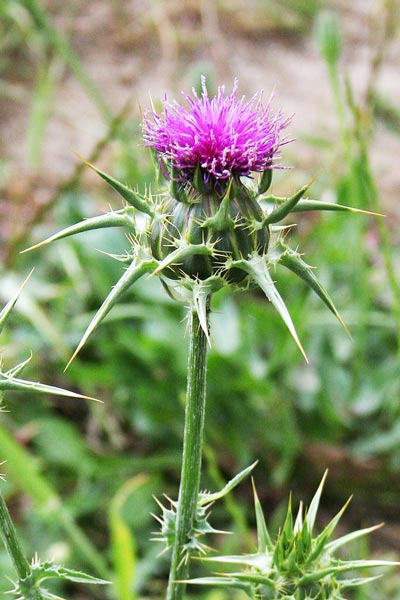 Silybum marianum, Cardo di S. Maria, Cardo lattario, Cardo mariano, Ardu biancu, Brentedda, Cardu tuvudu, Gardu vachile