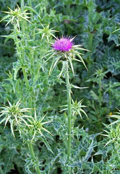 Silybum marianum, Cardo di S. Maria, Cardo lattario, Cardo mariano, Ardu biancu, Brentedda, Cardu tuvudu, Gardu vachile