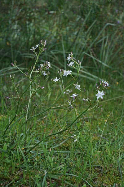 Simethis mattiazzi, Lilioasfodelo di Mattiazzi