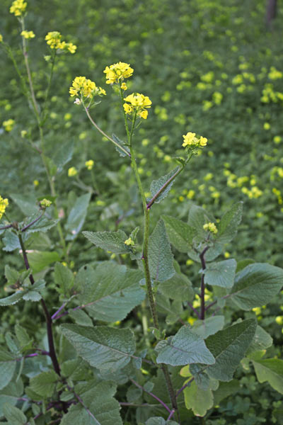 Sinapis arvensis, Senape dei campi, Senape selvatica, Aligarza fustinaia, Ambulatza, Cauliscu, Caulittu, Lansana, Masaoccu, Pirisca