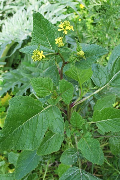 Sinapis arvensis, Senape dei campi, Senape selvatica, Aligarza fustinaia, Ambulatza, Cauliscu, Caulittu, Lansana, Masaoccu, Pirisca