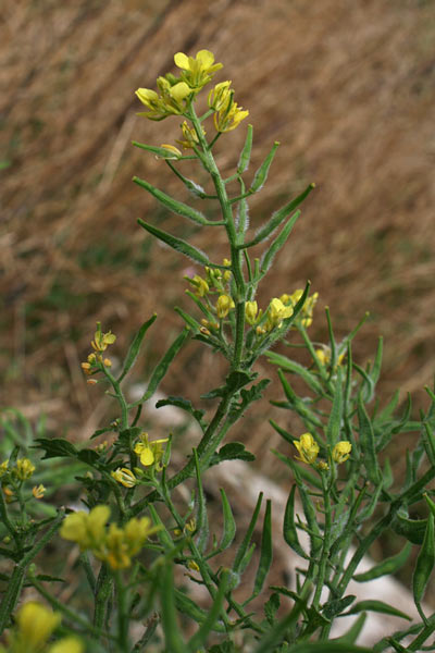 Sinapis alba subsp. mairei, Senape bianca, Alaussa, Armulatta, Giuspino, Muravera, Senapa bianca