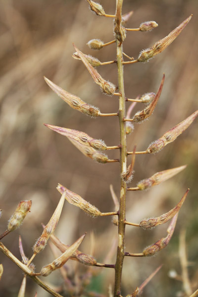 Sinapis alba subsp. mairei, Senape bianca, Alaussa, Armulatta, Giuspino, Muravera, Senapa bianca