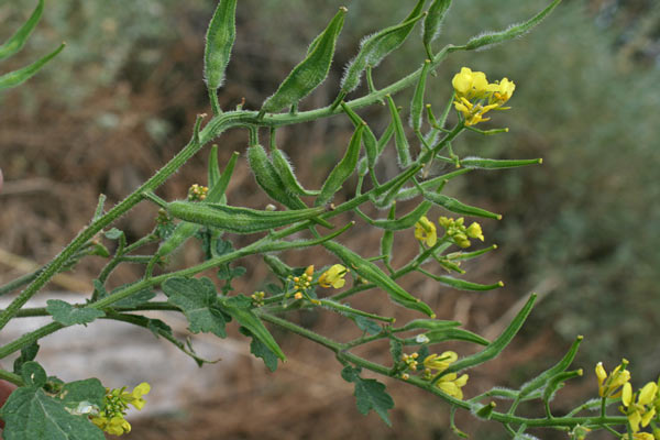 Sinapis alba subsp. mairei, Senape bianca, Alaussa, Armulatta, Giuspino, Muravera, Senapa bianca