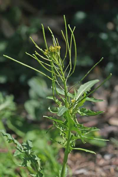 Sisymbrium irio, Erba cornacchia irida, Alaussa