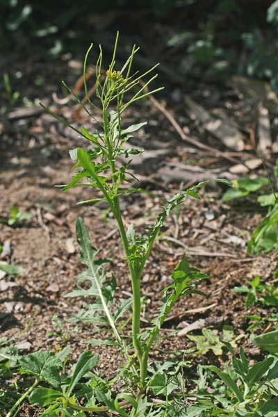 Sisymbrium irio, Erba cornacchia irida, Alaussa