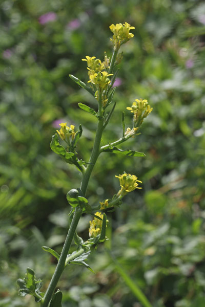 Sisymbrium officinale, Erba cornacchia comune, Erisimo medicinale, Alaussa, Erba de escas, Gabistu, Grabistu, Tribulia