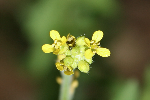 Sisymbrium officinale, Erba cornacchia comune, Erisimo medicinale, Alaussa, Erba de escas, Gabistu, Grabistu, Tribulia