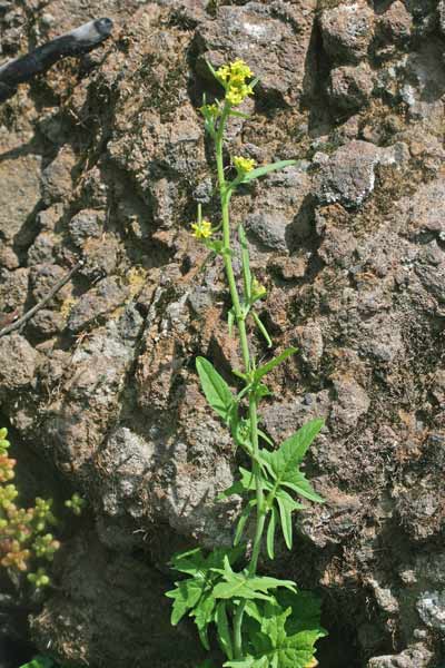 Sisymbrium officinale, Erba cornacchia comune, Erisimo medicinale, Alaussa, Erba de escas, Gabistu, Grabistu, Tribulia