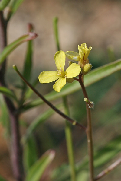 Sisymbrium orientale, Erba cornacchia orientale, Sisimbrio orientale