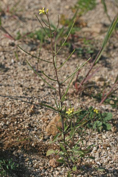 Sisymbrium orientale, Erba cornacchia orientale, Sisimbrio orientale