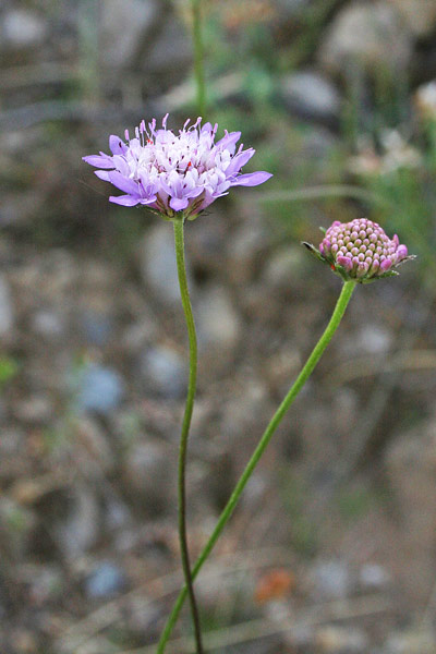 Sixalix atropurpurea, Vedovina marittima, Biudedda bianca, Scabiosa, Viudedda, Viudedda bianca, Viudedda niedda, Viudas