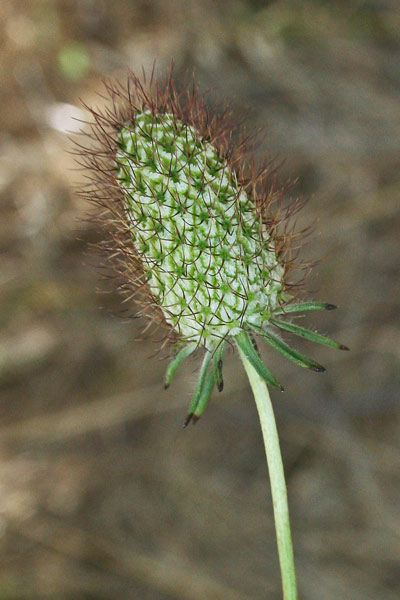 Sixalix atropurpurea, Vedovina marittima, Biudedda bianca, Scabiosa, Viudedda, Viudedda bianca, Viudedda niedda, Viudas