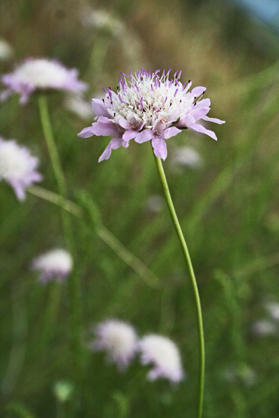 Sixalix atropurpurea, Vedovina marittima, Biudedda bianca, Scabiosa, Viudedda, Viudedda bianca, Viudedda niedda, Viudas