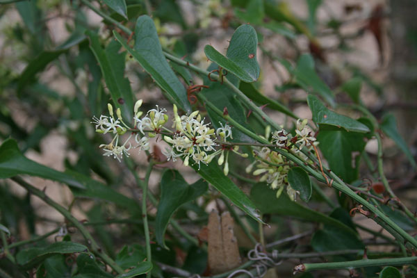 Smilax aspera, Edera spinosa, Salsapariglia nostrana, Smilace, Stracciabrache, Arru crabiu, Teti, Tintioni, Titioni