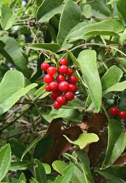 Smilax aspera, Edera spinosa, Salsapariglia nostrana, Smilace, Stracciabrache, Arru crabiu, Teti, Tintioni, Titioni