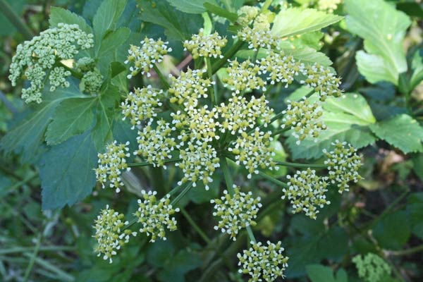 Smyrnium olusatrum, Corinoli comune, Macerone, Alisandru, Appiu de cuaddus, Cacaracasu, Lisandru, Maceroni, Olivandru