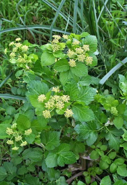 Smyrnium olusatrum, Corinoli comune, Macerone, Alisandru, Appiu de cuaddus, Cacaracasu, Lisandru, Maceroni, Olivandru