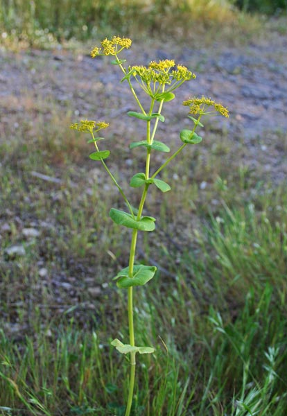 Smyrnium perfoliatum subsp. rotundifolium, Corinoli arrotondato, Macerone rotondo, Coriandru, Pedraliscia, Pibirina, Priorissa