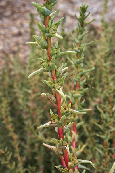 Soda inermis, Barba di frate, Riscoli, Roscano, Salsola soda, Salsola erba-cali, Alba soda, Cristallu, Curamaridus, Erba de cristallu, Soda, Sossoini