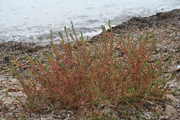 Soda inermis, Barba di frate, Riscoli, Roscano, Salsola soda, Alba soda, Cristallu, Curamaridus, Erba de cristallu, Soda, Sossoini