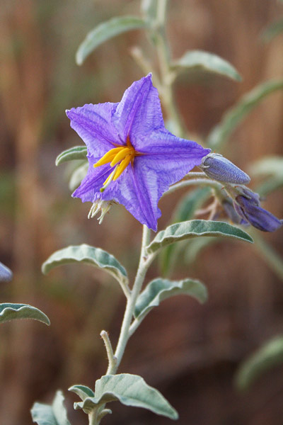 Solanum elaeagnifolium, Morella a floglie d'Eleagno