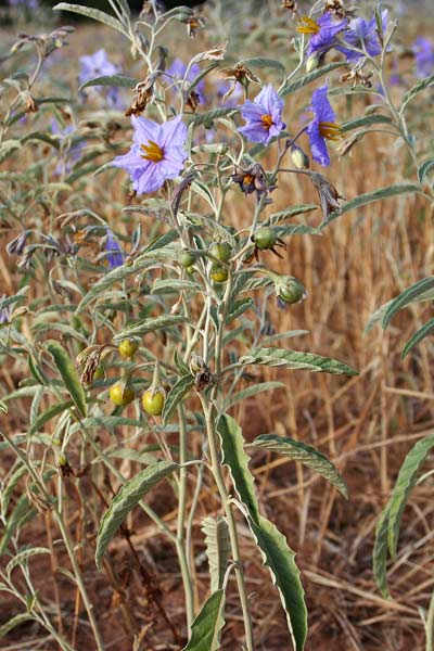 Solanum elaeagnifolium, Morella a floglie d'Eleagno