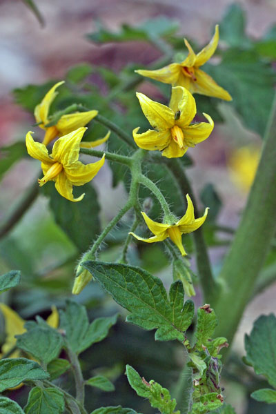 Solanum lycopersicum, Tomatica, Pomodoro, Pomata, Promàtiga, Pummata, Tamatiga, Tamata, Tomata, Tomàtiga, Tramata, Tramàtiga, Tumata