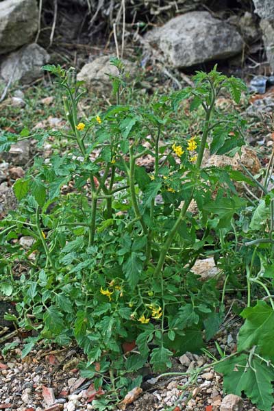 Solanum lycopersicum, Tomatica, Pomodoro, Pomata, Promàtiga, Pummata, Tamatiga, Tamata, Tomata, Tomàtiga, Tramata, Tramàtiga, Tumata