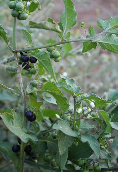 Solanum nigrum, Ballerina, Erba morella, Pomidorella, Magaidraxia, Magaligargia, Tamatedda burda