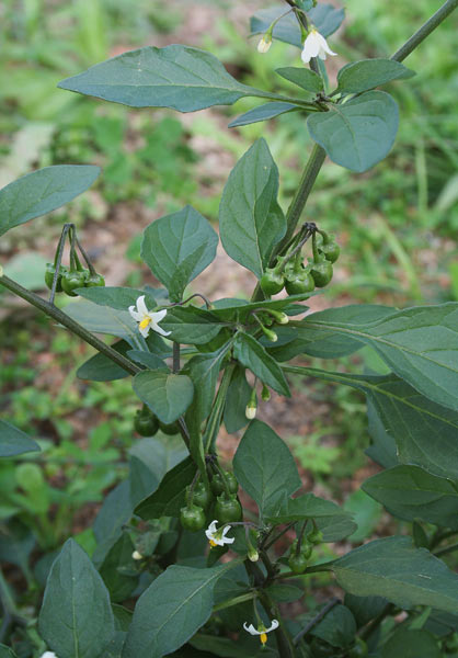 Solanum nigrum, Ballerina, Erba morella, Pomidorella, Magaidraxia, Magaligargia, Tamatedda burda