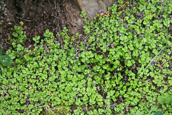 Soleirolia soleirolii, Vetriola di Soleirol