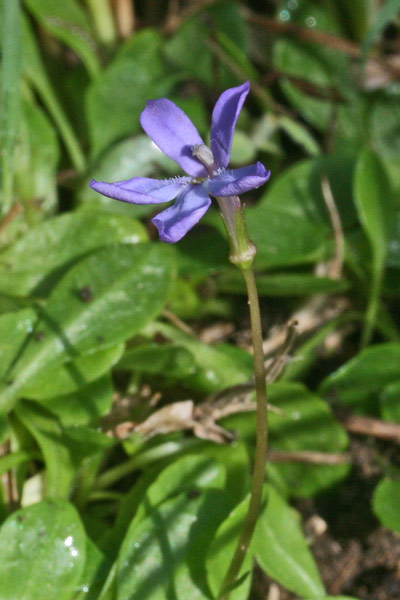 Solenopsis bivonae, Laurenzia di Bivona