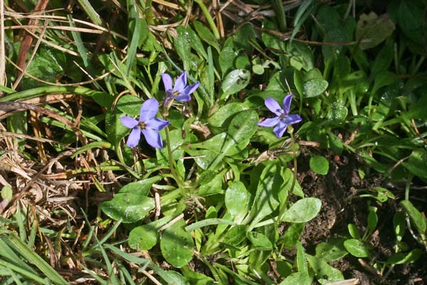 Solenopsis bivonae, Laurenzia di Bivona