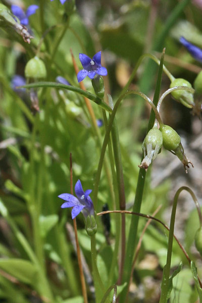 Solenopsis laurentia, Laurenzia di Gasparrini