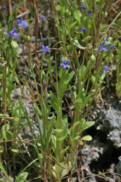 Solenopsis laurentia, Laurenzia di Gasparrini