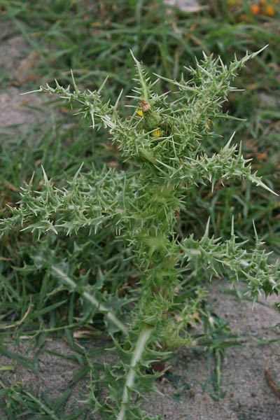 Sonchus asper, Cicerbita, Crespino spinoso, Grespino spinoso, Ardu pinzone, Aldu mingione, Limpora