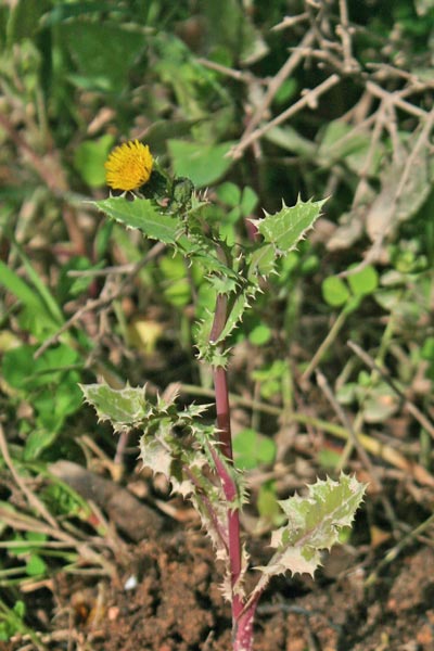 Sonchus asper, Cicerbita, Crespino spinoso, Grespino spinoso, Ardu pinzone, Aldu mingione, Limpora