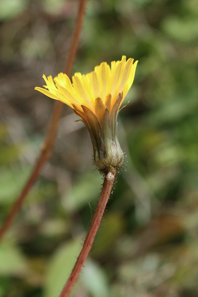 Sonchus bulbosus, Graspino bulboso, Radichiella bulbosa