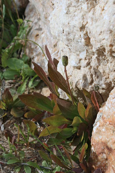 Sonchus bulbosus, Graspino bulboso, Radichiella bulbosa