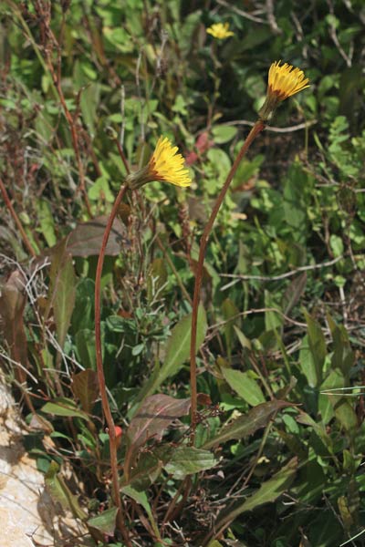 Sonchus bulbosus, Graspino bulboso, Radichiella bulbosa