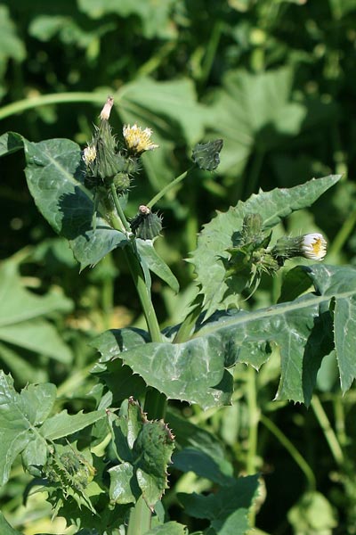 Sonchus oleraceus, Cicerbita, Crespigno, Crespigno degli orti, Grespino comune, Accamingioni, Aldu minzoni, Alminzone, Amingioni, Camingioni, Lattosa, Simingioni