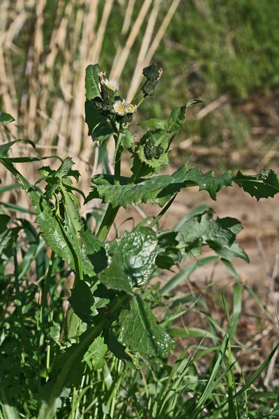 Sonchus oleraceus, Cicerbita, Crespigno, Crespigno degli orti, Grespino comune, Accamingioni, Aldu minzoni, Alminzone, Amingioni, Camingioni, Lattosa, Simingioni