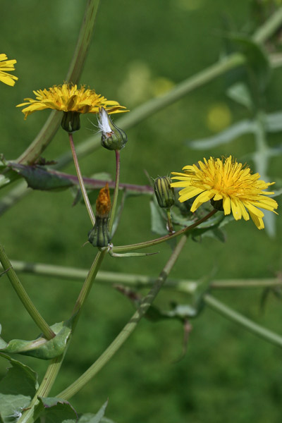 Sonchus tenerrimus, Grespino sfrangiato, Accamingioni, Alminzone, Amingioni, Arminzone, Bardu minzone, Camingioneddu, Erba de conillus