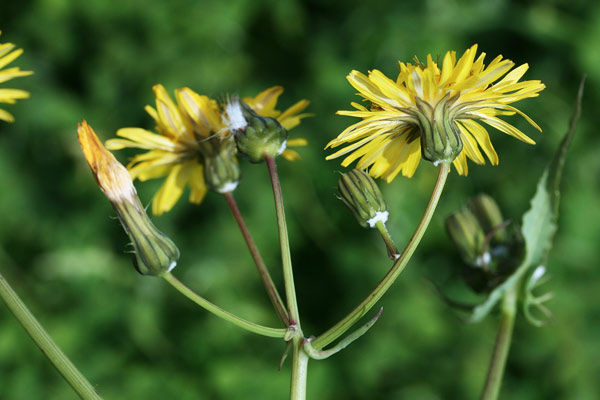 Sonchus tenerrimus, Grespino sfrangiato, Accamingioni, Alminzone, Amingioni, Arminzone, Bardu minzone, Camingioneddu, Erba de conillus