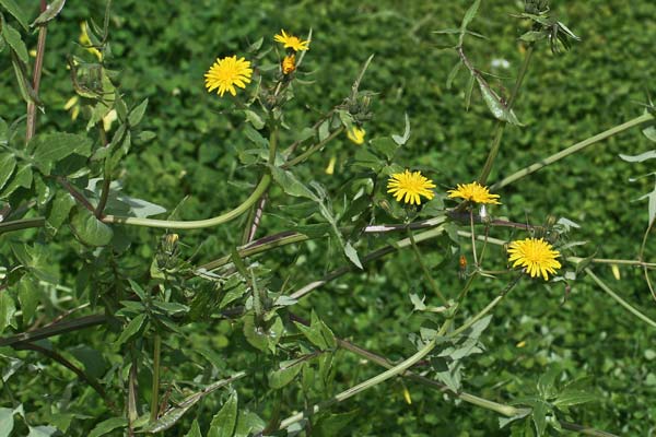 Sonchus tenerrimus, Grespino sfrangiato, Accamingioni, Alminzone, Amingioni, Arminzone, Bardu minzone, Camingioneddu, Erba de conillus