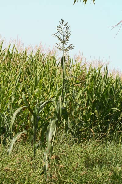 Sorghum bicolor subsp. bicolor, Mèlica, Mèliga, Sorgo bicolore, Sorgo coltivato 