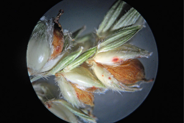 Sorghum bicolor subsp. bicolor, Mèlica, Mèliga, Sorgo bicolore, Sorgo coltivato 