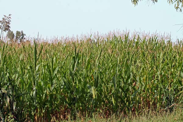 Sorghum bicolor subsp. bicolor, Mèlica, Mèliga, Sorgo bicolore, Sorgo coltivato 